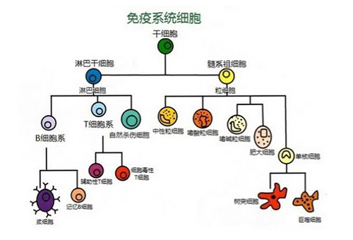 致敬人体的“劳模”——免疫细胞