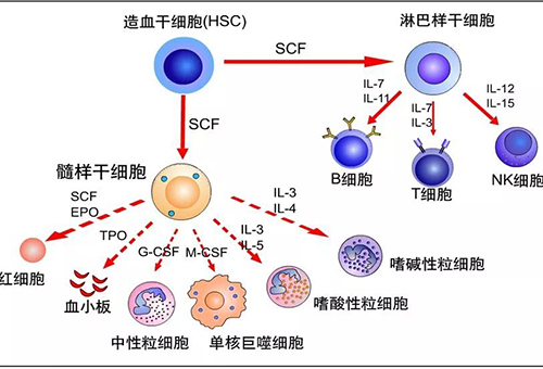 对于生命银行—你了解多少？